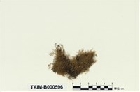 藏品(同葉苔屬)的圖片